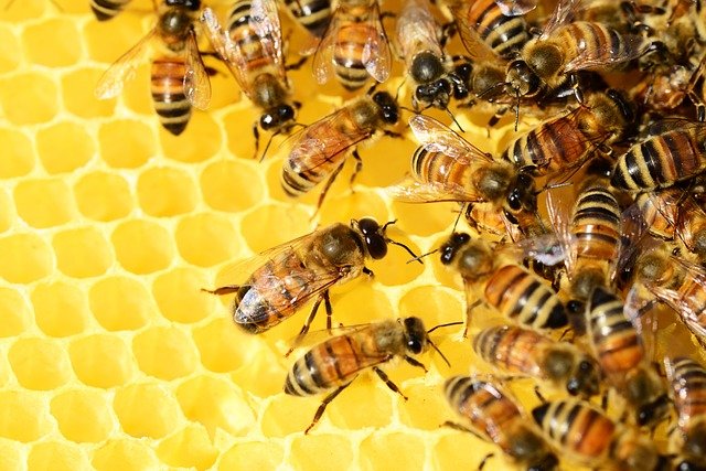 진시스템 꿀벌 낭충봉아부패병 신속 분자진단 진단키트 국내 허가 완료